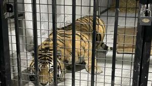 тигър София зоопарк