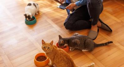 Котки се хранят