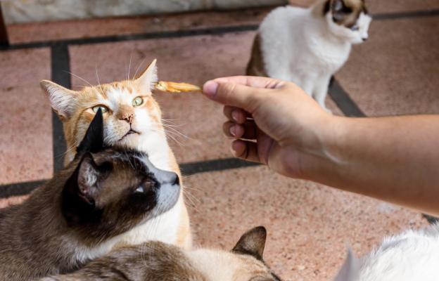 Котки се хранят