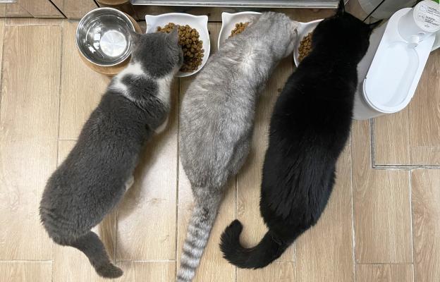 Котки се хранят