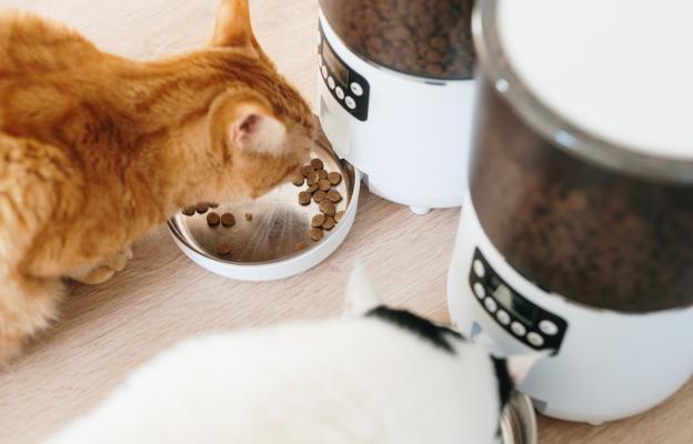 Котки се хранят