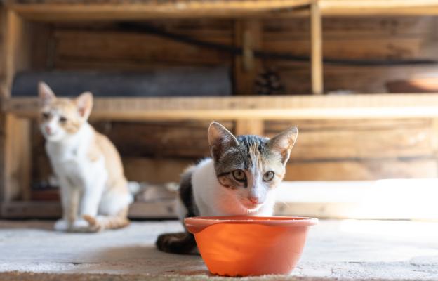 Котки се хранят