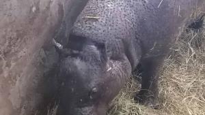 хипопотам Майло рожден ден София