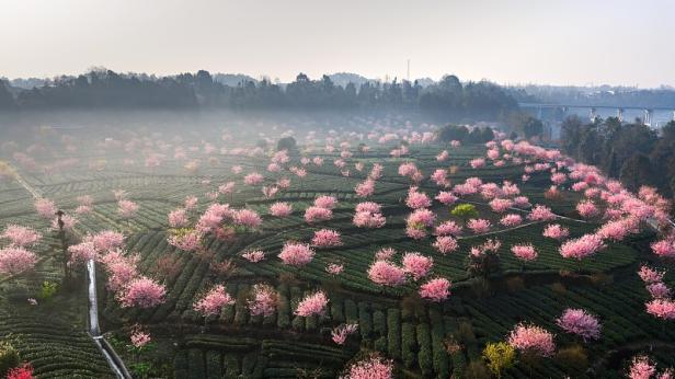 Цъфнаха вишните в Китай