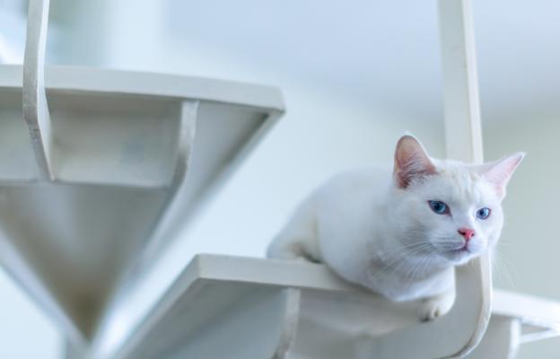 породиста котка