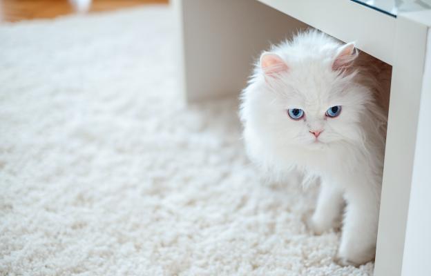 породиста котка