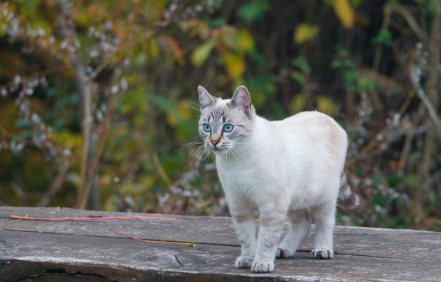 породиста котка