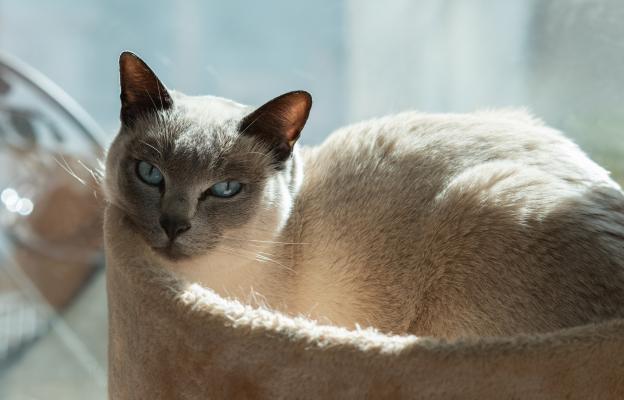 породиста котка