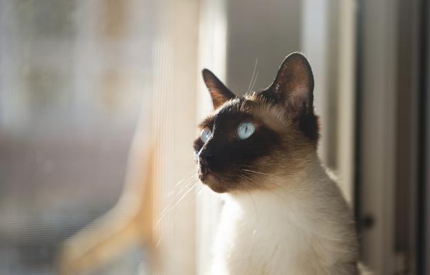 породиста котка