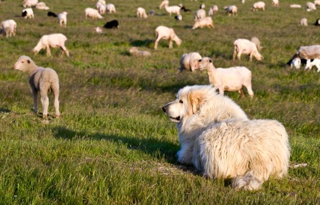 Пиренейско планинско куче