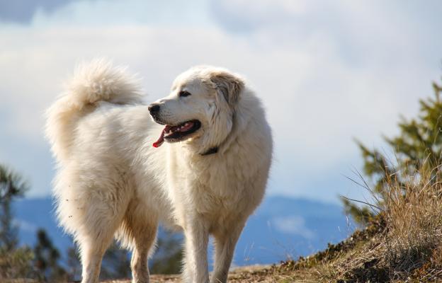 Пиренейско планинско куче