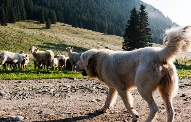 Пиренейско планинско куче