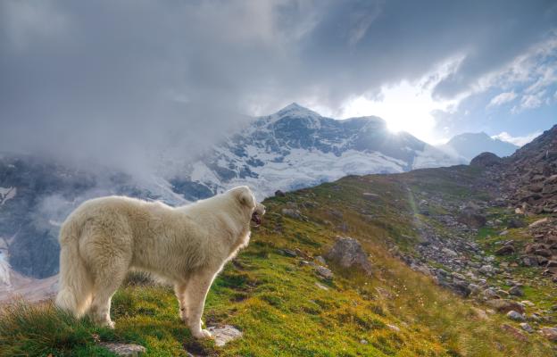 Пиренейско планинско куче