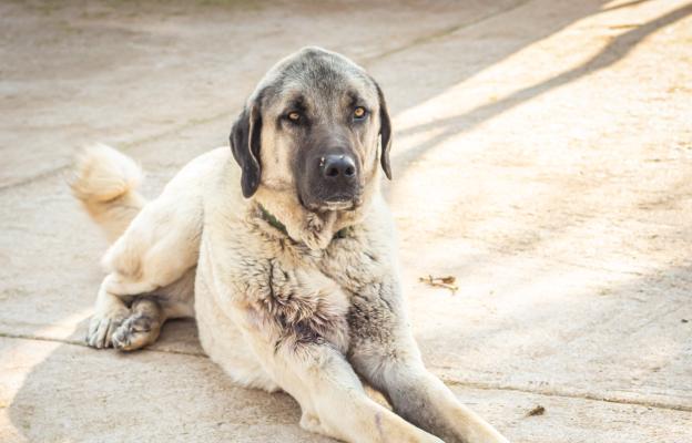 Анатолийска овчарка