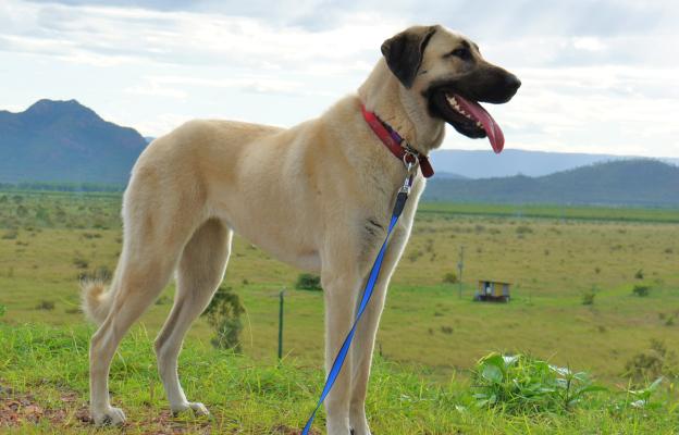 Анатолийска овчарка