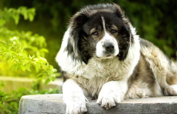 Кавказка овчарка