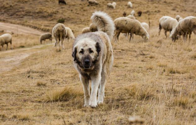 голямо куче пази стадо
