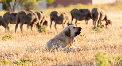 голямо куче пази стадо