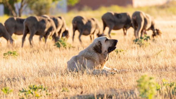 Най-силните и издръжливи работни породи кучета в света