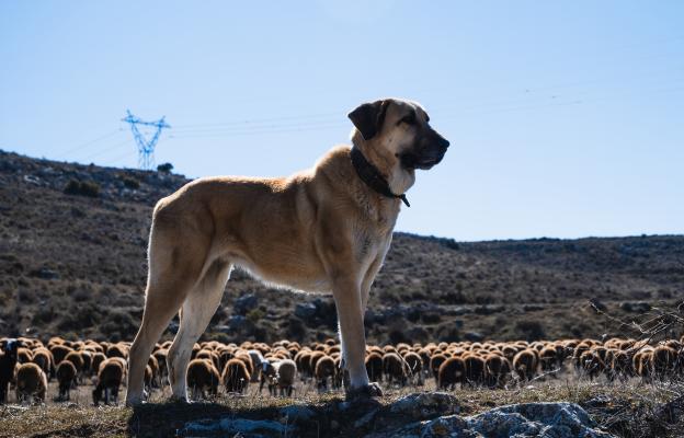 голямо куче пази стадо
