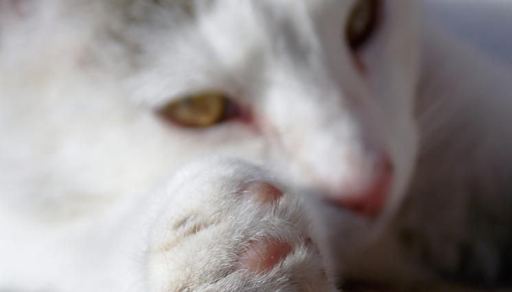 котка - ПАЗИТЕЛЯТ НА ВРЪХ МУСАЛА: Котаракът Мъри е болен, търси се помощ