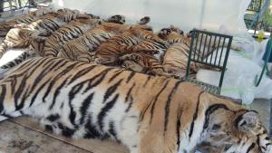 мъртви тигри