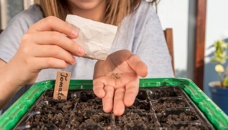 Алое - Алоето е допинг за семената на домата