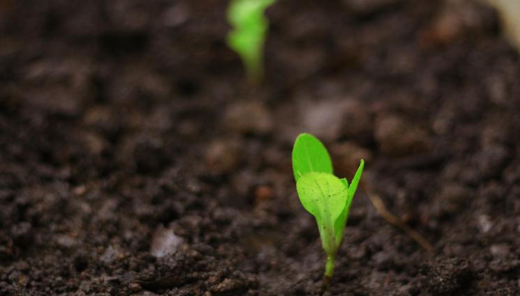 Разсади - Температурата е ключова за покълването на разсада