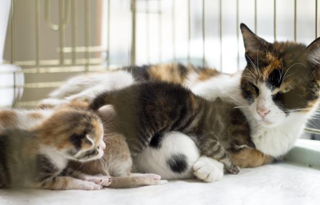 Домашна котка