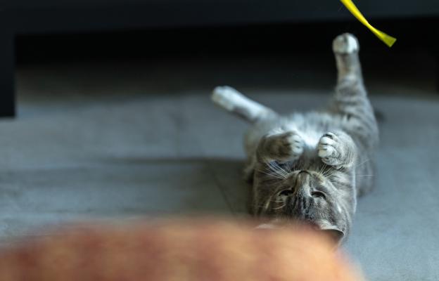 Домашна котка