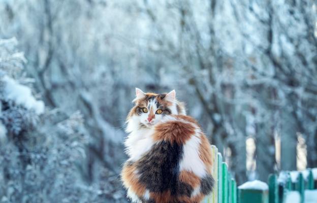 Домашна котка