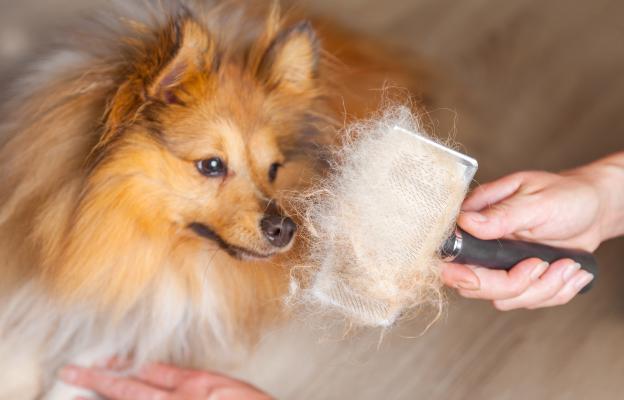 куче груминг козина