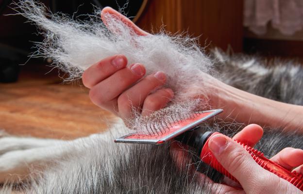 куче груминг козина