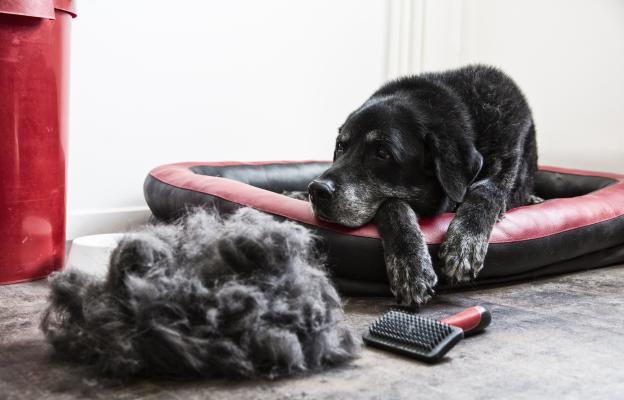 куче груминг козина