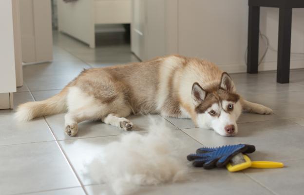 куче груминг козина