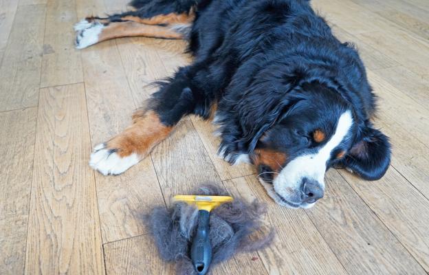 куче груминг козина