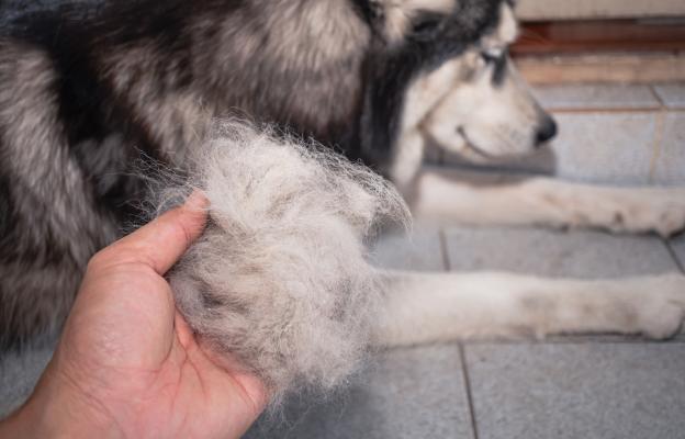 куче груминг козина