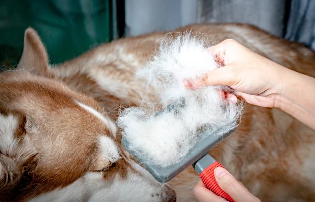 куче груминг козина