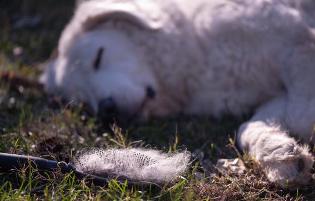 куче груминг козина