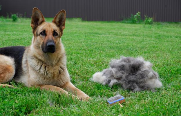 куче груминг козина