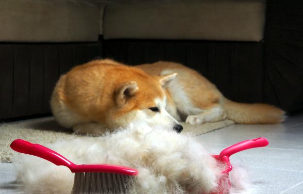 куче груминг козина