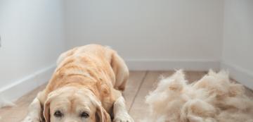 13 породи кучета, които линеят повече, отколкото очаквате