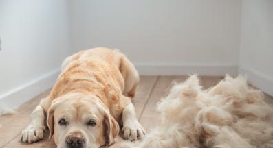 куче груминг козина