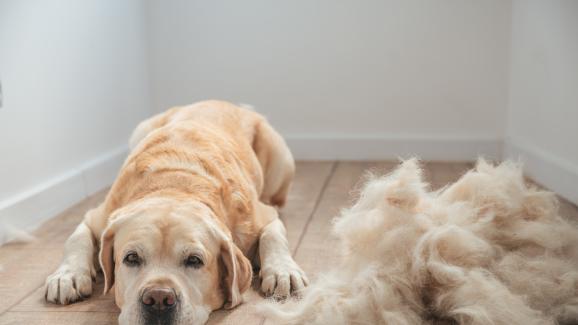 13 породи кучета, които линеят повече, отколкото очаквате