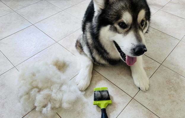 куче груминг козина