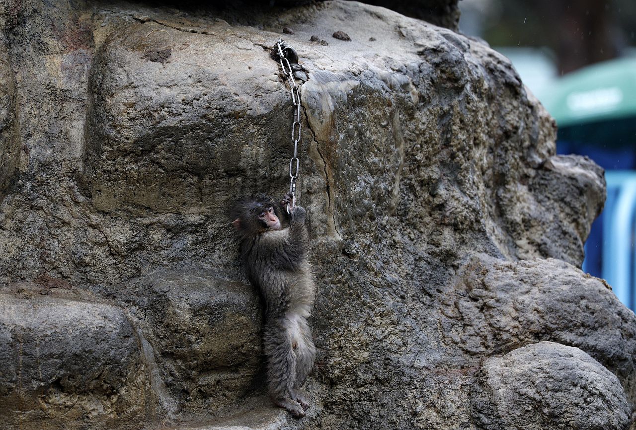 <p>Маймунката Пънч открадна сърцата на милиони в социалните мрежи. Седеммесечният японски макак е роден в зоопарка Ичикава, където е бил отхвърлен от майка си. Гледачите му дали плюшена играчка орангутан, към която той бързо се привързал.</p>
