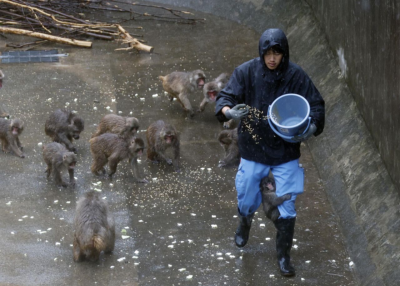 <p>Маймунката Пънч открадна сърцата на милиони в социалните мрежи. Седеммесечният японски макак е роден в зоопарка Ичикава, където е бил отхвърлен от майка си. Гледачите му дали плюшена играчка орангутан, към която той бързо се привързал.</p>