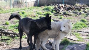 вълци любов Бургас