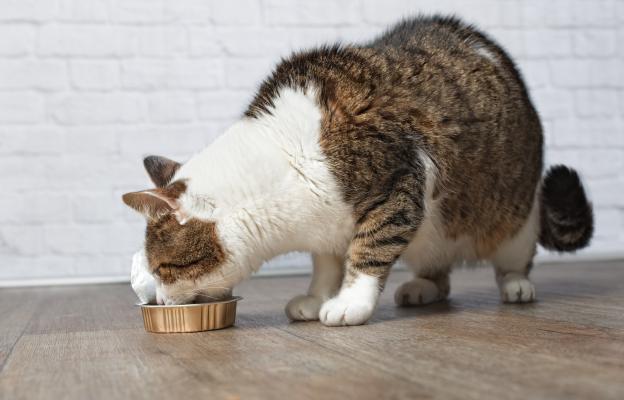 Котка се храни