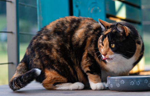 Котка се храни